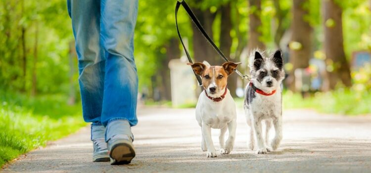 Umsatzsteuer: Lieferung herrenloser Tiere