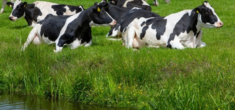 Land- und forstwirtschaftliche Dienstleistungen